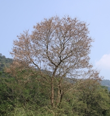 Dalbergia lanceolaria