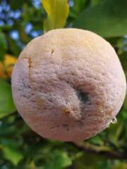 Penicillium digitatum