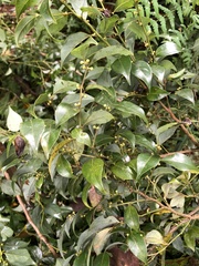 Lindera akoensis