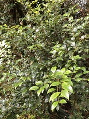 Lindera akoensis