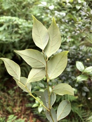 Lindera akoensis