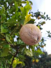 Penicillium digitatum