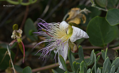 Capparis sicula