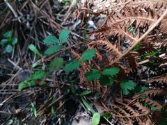 Sanguisorba verrucosa