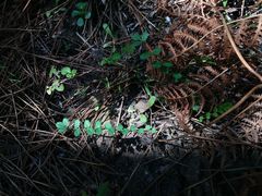 Sanguisorba verrucosa