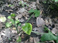 Arum besserianum