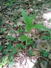 Cephalanthera damasonium