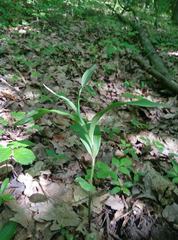 Cephalanthera damasonium