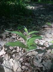 Cephalanthera damasonium