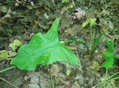 Arum besserianum