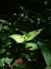 Cephalanthera damasonium