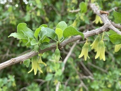 Withania frutescens