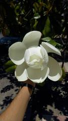 Magnolia grandiflora