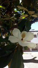 Magnolia grandiflora