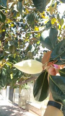 Magnolia grandiflora