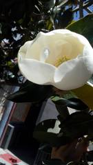 Magnolia grandiflora