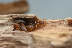 Technomyrmex gibbosus