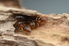 Technomyrmex gibbosus