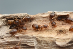 Technomyrmex gibbosus