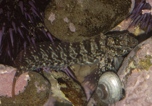 Notchbrow Blenny