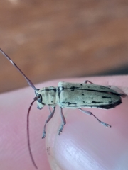 Prosopocera maculosa