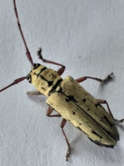 Prosopocera maculosa