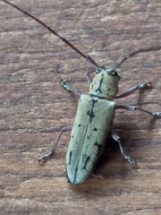 Prosopocera maculosa