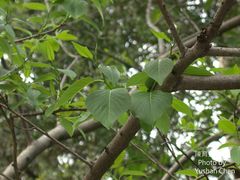 Diospyros japonica