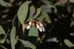 Arctostaphylos catalinae