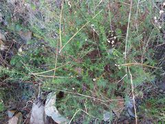 Genista triacanthos