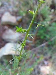 Genista triacanthos
