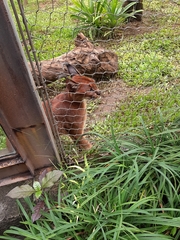 Caracal