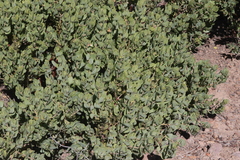 Arctostaphylos catalinae