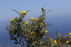 Dendromecon harfordii