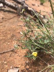 Stylosanthes fruticosa