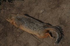 Urocitellus undulatus