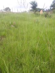 Andropogon schirensis