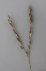 Andropogon schirensis