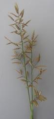 Eragrostis racemosa
