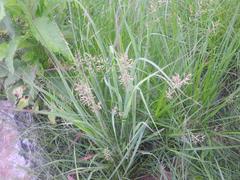 Eragrostis racemosa