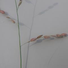 Eragrostis superba
