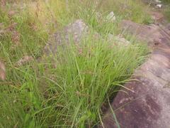 Eragrostis superba