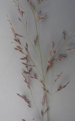 Eragrostis cylindriflora