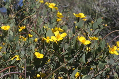 Dendromecon harfordii