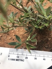 Stylosanthes fruticosa