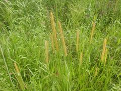 Setaria sphacelata sphacelata