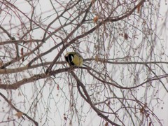 Parus major