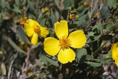 Dendromecon harfordii