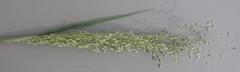 Tricholaena monachne