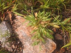 Urochloa panicoides